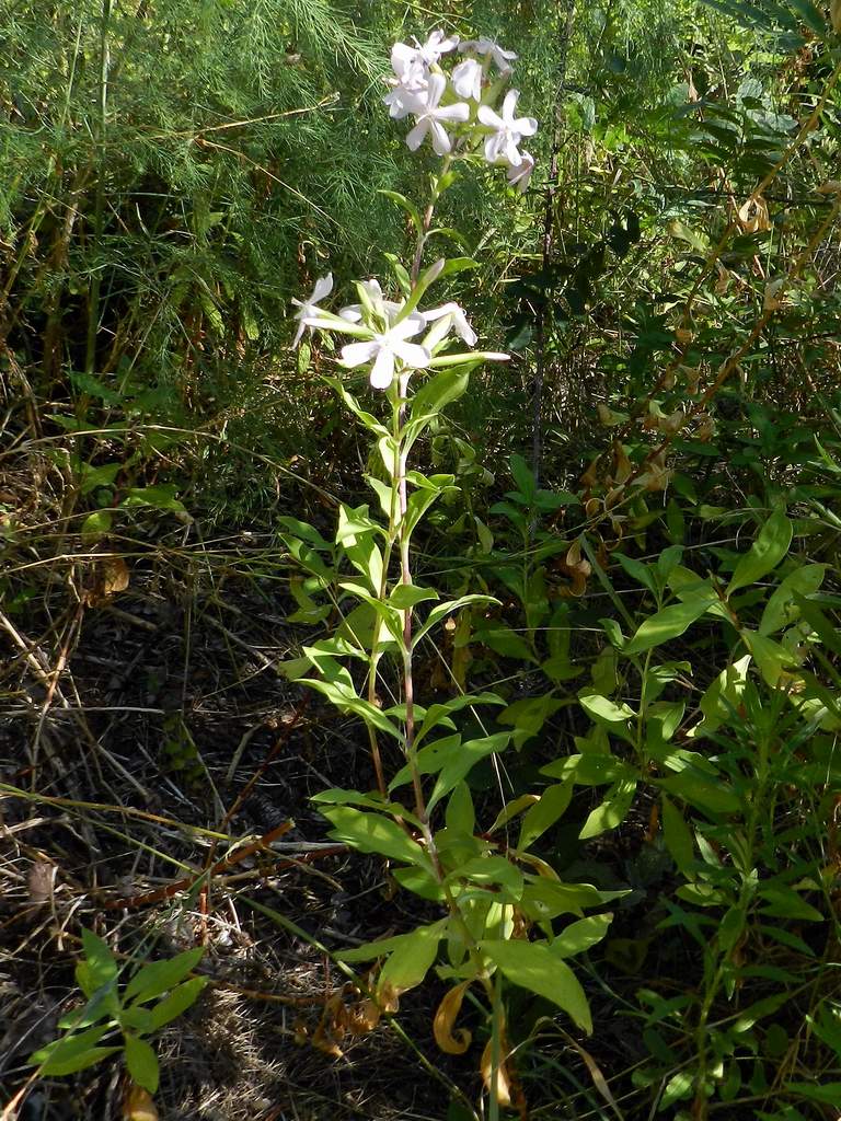 Saponaria officinalis